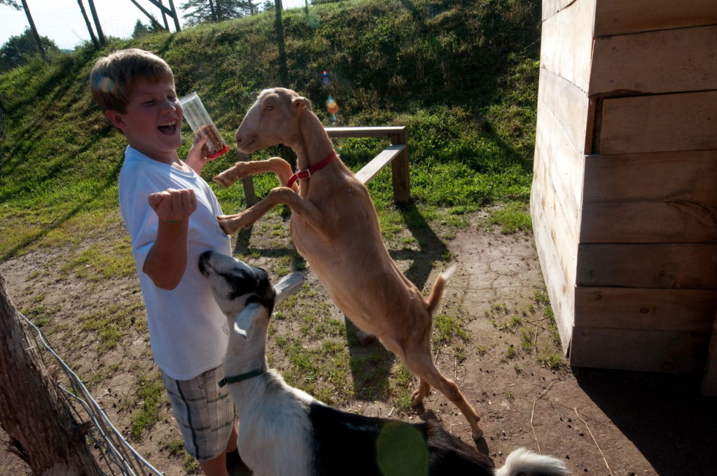 Goat feeding at Hosmer Point