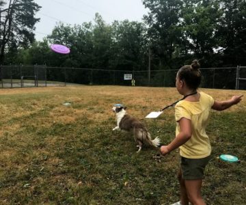 Humane Society frisbee dog
