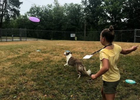 Humane Society frisbee dog
