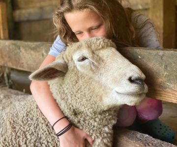 Sheep at Merck Forest & Farmland Center