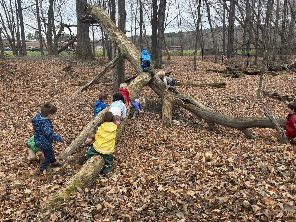 saxon-tree_climbing
